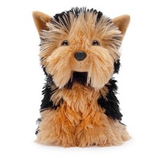 Rob the Yorkshire Terrier