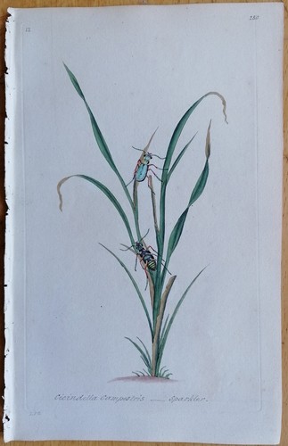 Rara stampa colorata cicindela - stampa,