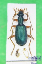 Coleoptera Carabidae Drypta