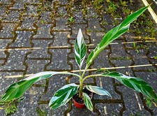 Bellissima Musa Florida Banana