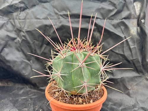 Ferocactus rectispinus - rectispinus,