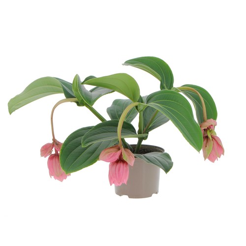 Kentis medinilla magnifica - kentis,