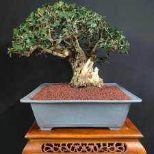 PRE BONSAI ESEMPLARE DI