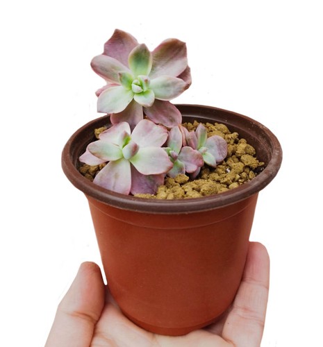 Echeveria mrs richards