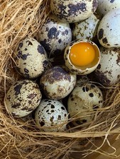18 Uova di Quaglia JUMBO