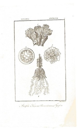 Australia 1820 benedetto - australia, 1820,