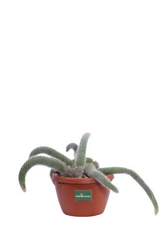 Pianta aporocactus coda - di,