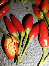 10 semi di PEPERONCINO LABUYO
