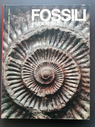Fossili invertebrati pinna - invertebrati,