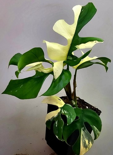 Rhaphidophora tetrasperma - rhaphidophora,