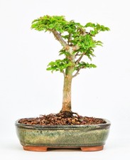 Bonsai acero testa leone - testa,