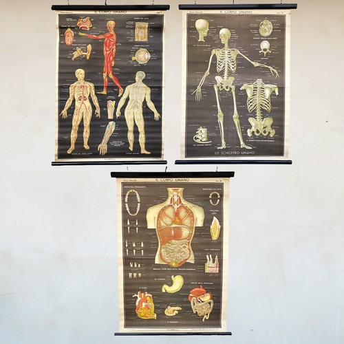 Tavole anatomiche poster - tavole,