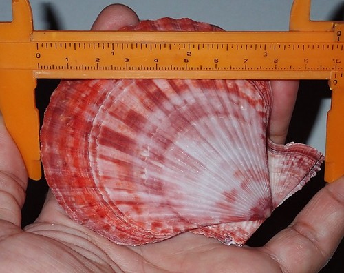 100 huge red - 100, mimachlamys
