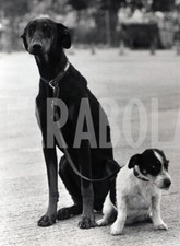 Foto Vintage Animali Regno Unito Doberman Pinscher e terrier 1983 stampa 21x15