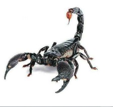 Adesivo Auto SCORPIONE 3D