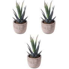 Simulazione succulente - , 3