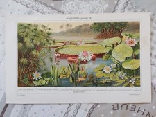 Illustrazione Ritaglio da Enciclopedia Tipologia Piante Acquatiche 2