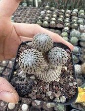 Tre teste raresucculente - tre,