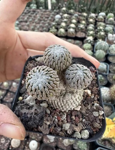 Tre teste raresucculente - teste,