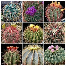 100 semi in miscuglio di Ferocactus mix ,piante grasse,seed cactus mix