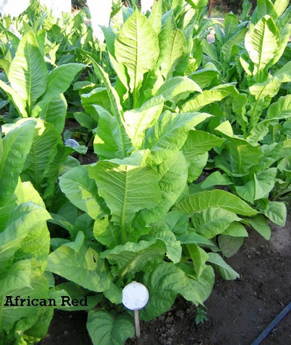 Semi tabacco african - african, red