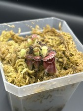 Cephalotus Eden Black (Super