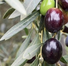 Olea europea cv MORATINA - Olivo | Olivo europeo
