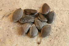 PINO MARITTIMO - PINUS PINASTER, 10 SEMI SELEZIONATI