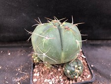 GYMNOCALYCIUM BUEBEKERI - VIVAIO IL GIARDINO DI MAYA- CACTUS 13