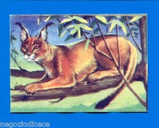 ANIMALI - Lampo 1964 - Figurina-Sticker n. 94 - CARACAL -New