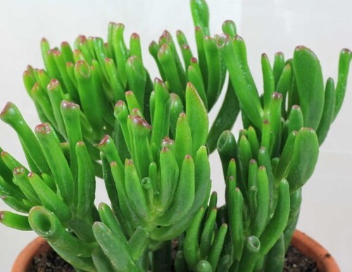 Crassula ovata gollum hojas - crassula, 4