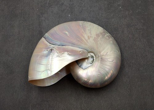 Conchiglia nautilus perlata - nautilus,