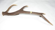 Corno Palco o trofeo di cervo giovane singolo 4 punte per artigianato,collezione