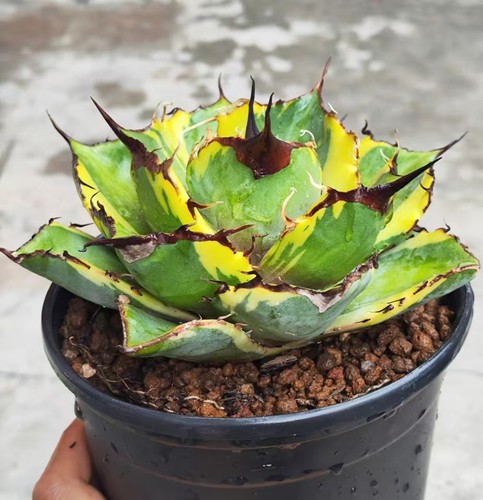 Agave titanota black panther - agave,