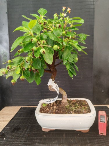 Bonsai melo h 44 cm - melo,