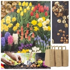 100 bulbi mix di fiori in