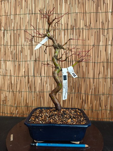 Bonsai acero yamamomiji - bonsai, h