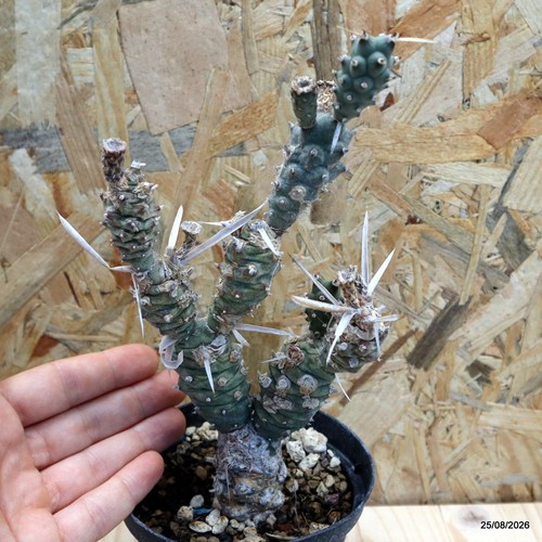 Tephrocactus aoracanthus dark