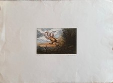 Riccardo tommasi ferroni - tommasi,