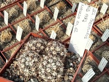 Sclerocactus parviflorus