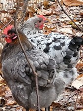 BBS Maran Hatching Eggs 8+