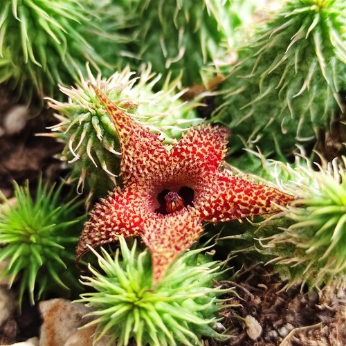Talea senza radici huernia - talea,