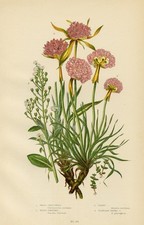 Stampa Botanica Antica 1899