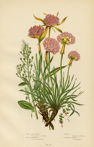 Stampa botanica antica 1899 - stampa,