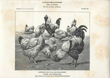 Stampa antica GALLI e GALLINE