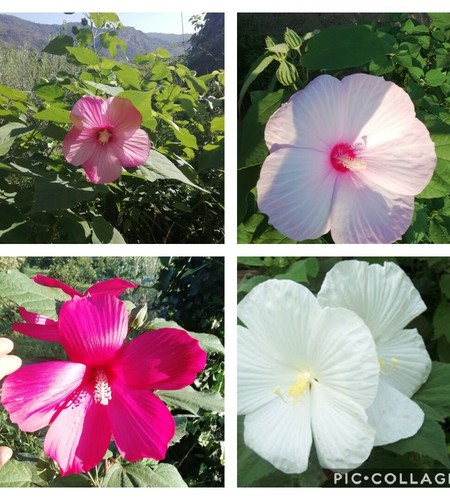 Semi hibiscus gigante 5 - semi,