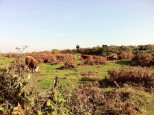 Photo A2 Cows near Wingletang