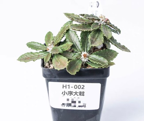 Vaso pianta rara - 6,5,
