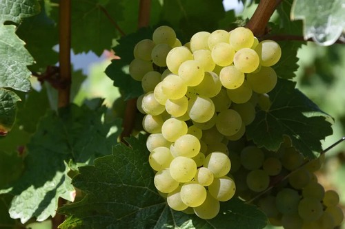 Uva vite senza trattamenti - uva,