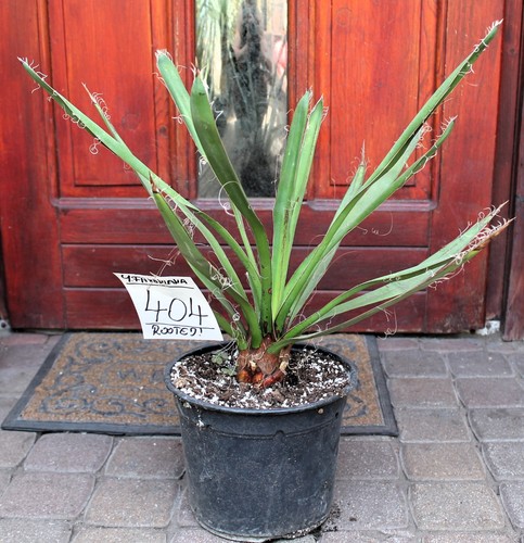 Yucca faxoniana dal - , messico